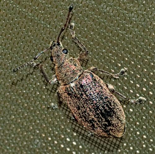 Réf. 322 240 : Phyllobius pyri